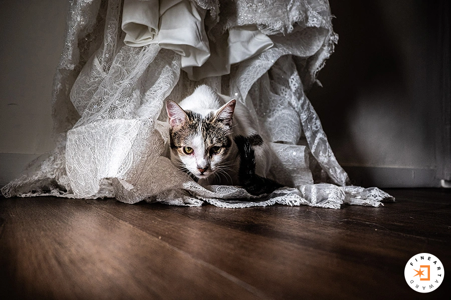 Foto por {{ $image->photographer_username }}